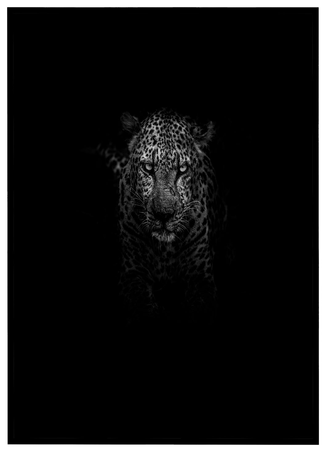 Leopard - Plakat