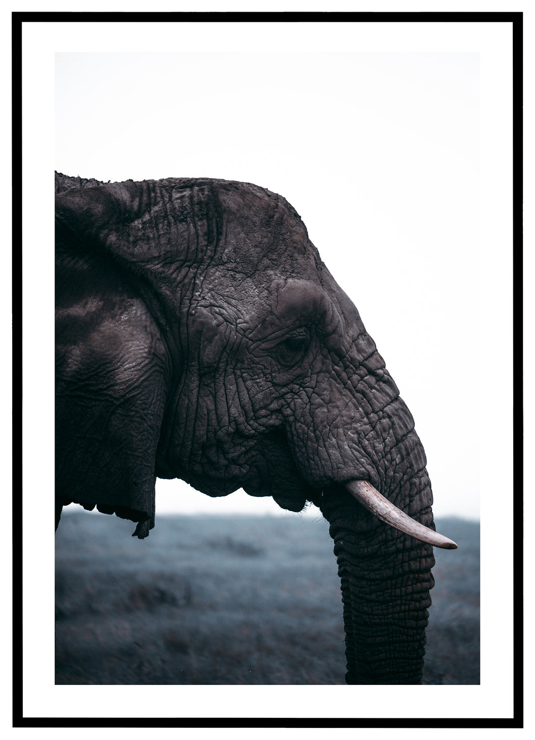 Afrikansk Elefant - Plakat