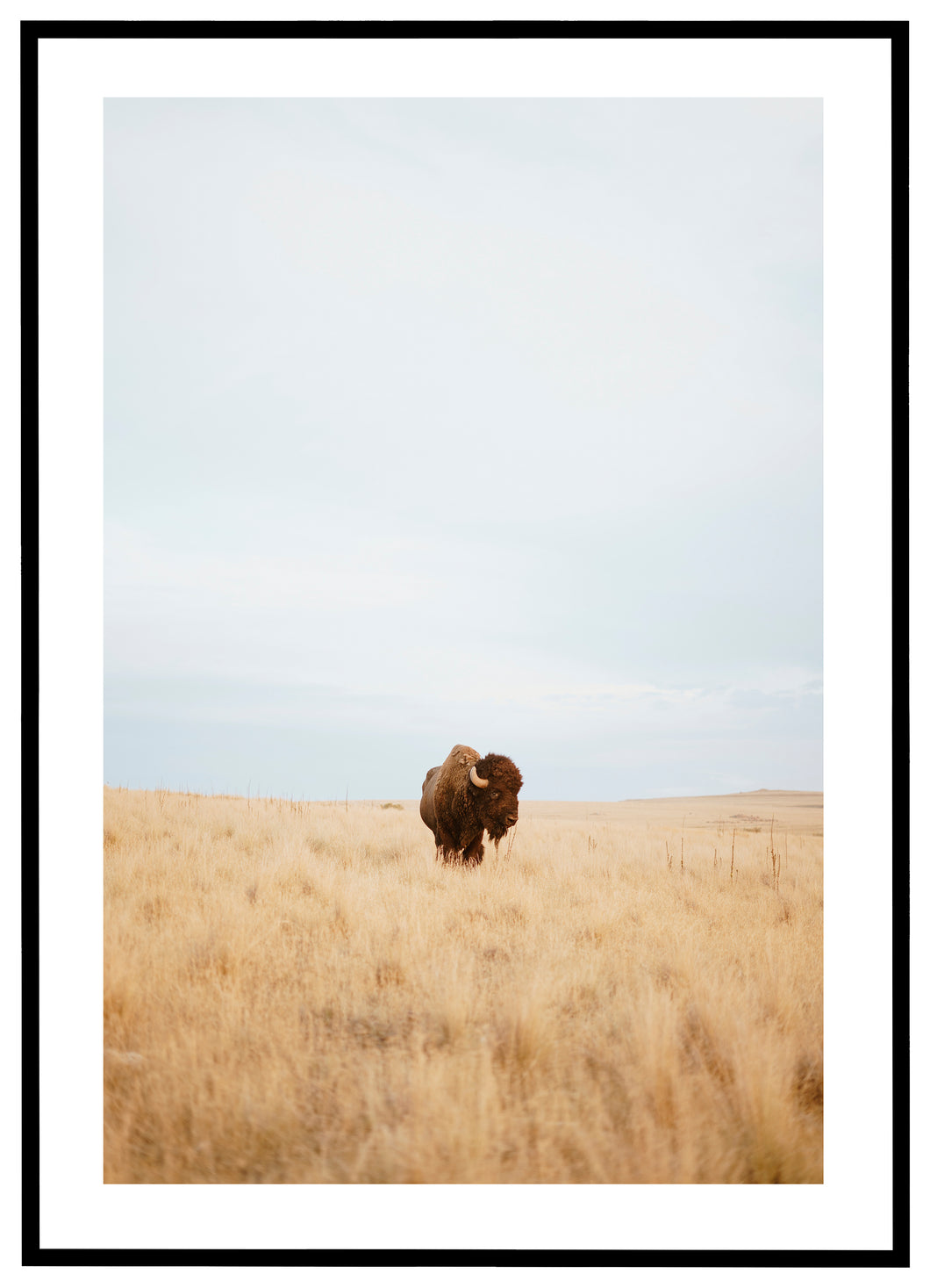 Bison - Plakat