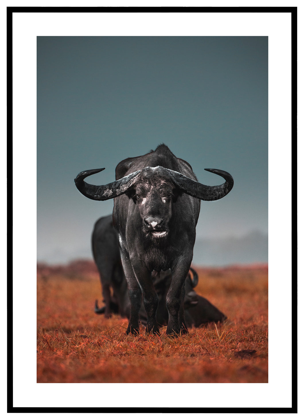 Buffalo - Plakat