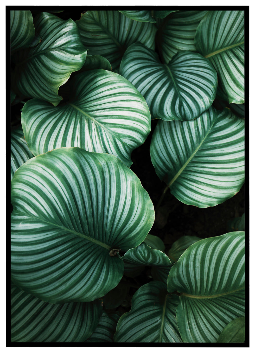 Calathea Orbifolia - Plakat