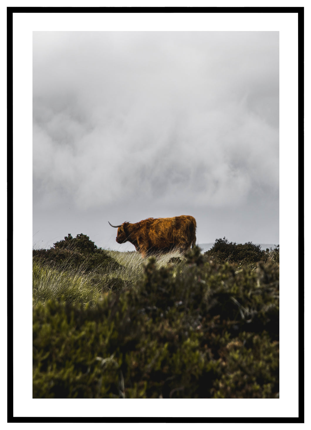 Cattle - Plakat