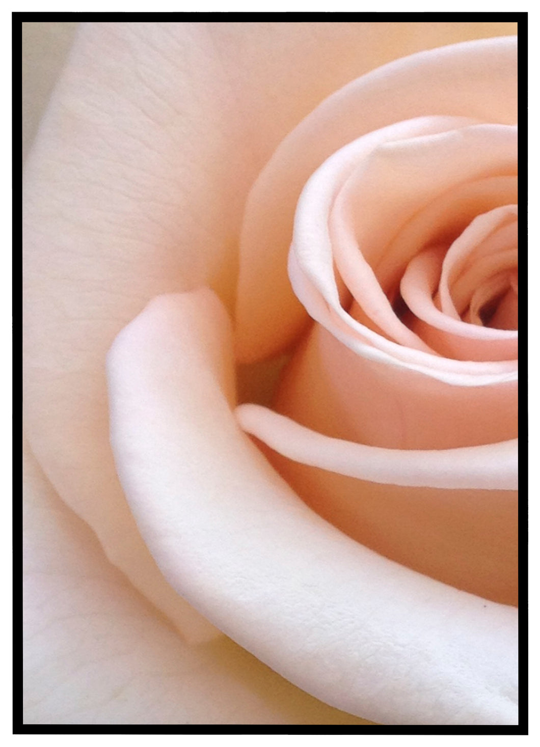 Closeup Rose - Plakat