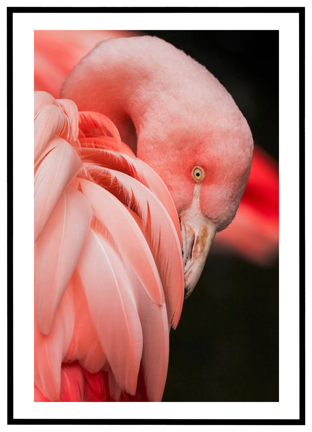 Closeup Flamingo - Plakat