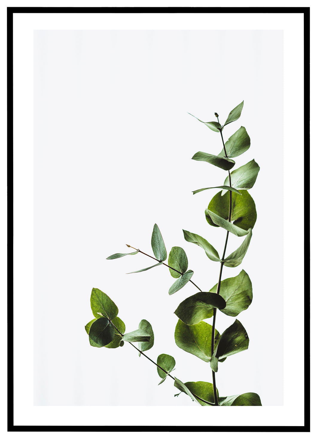 Eucalyptus - Plakat