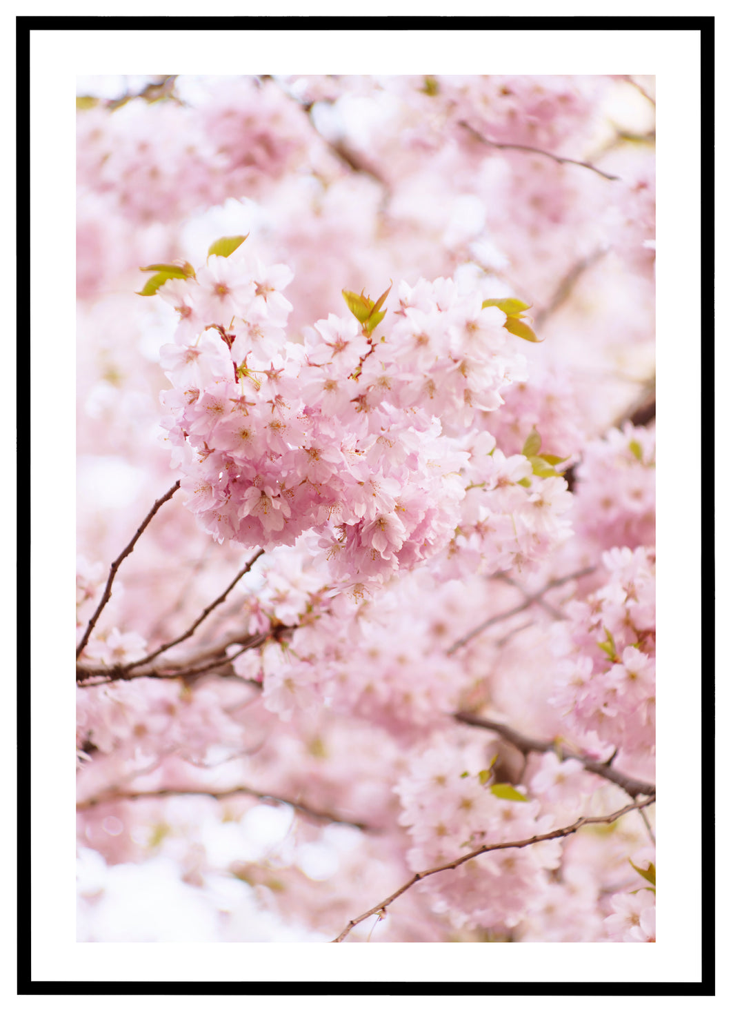 Garden Flowers - Plakat