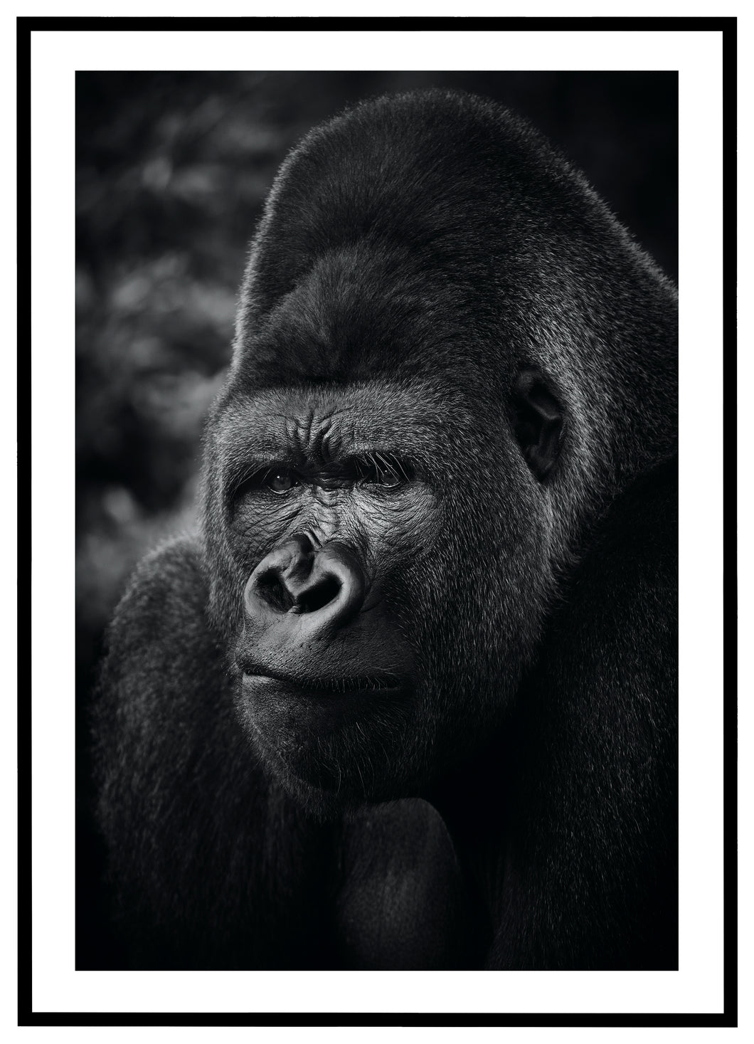 Gorilla - Plakat