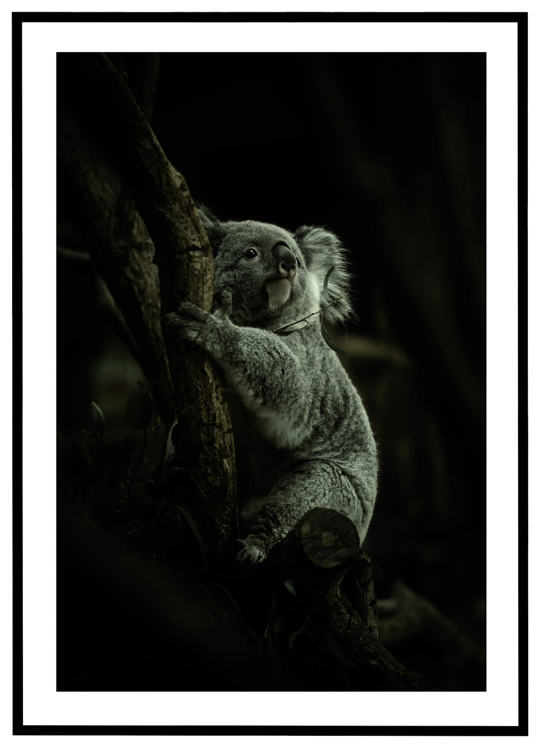 Koala - Plakat