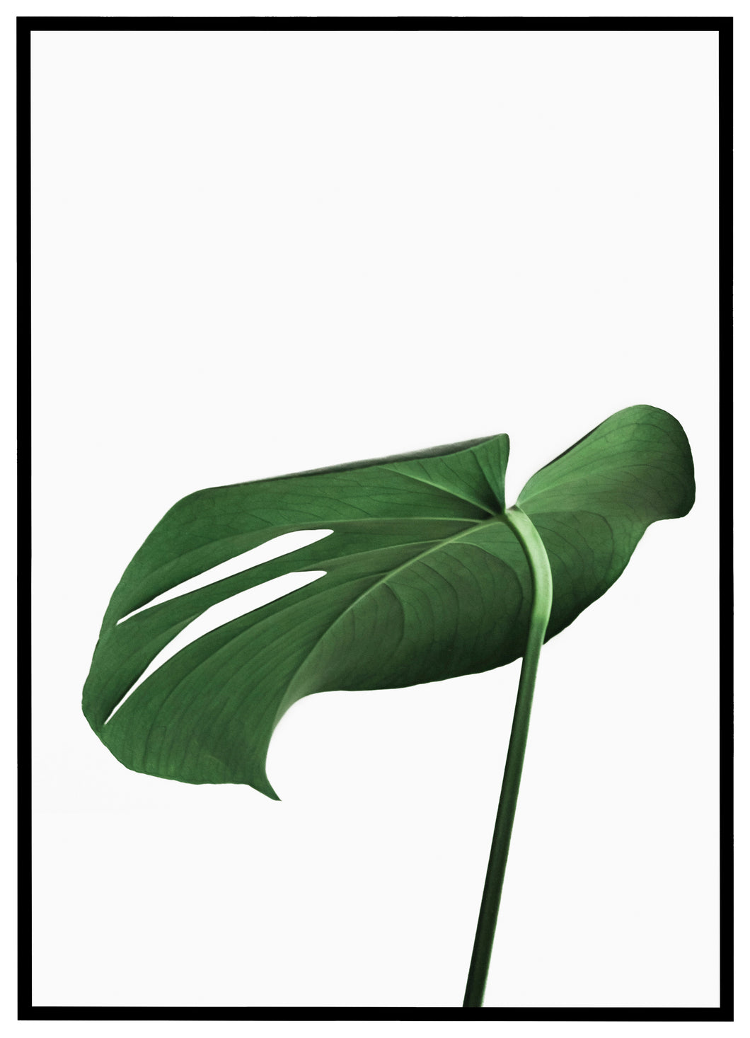 Monstera blad no.1 - Plakat