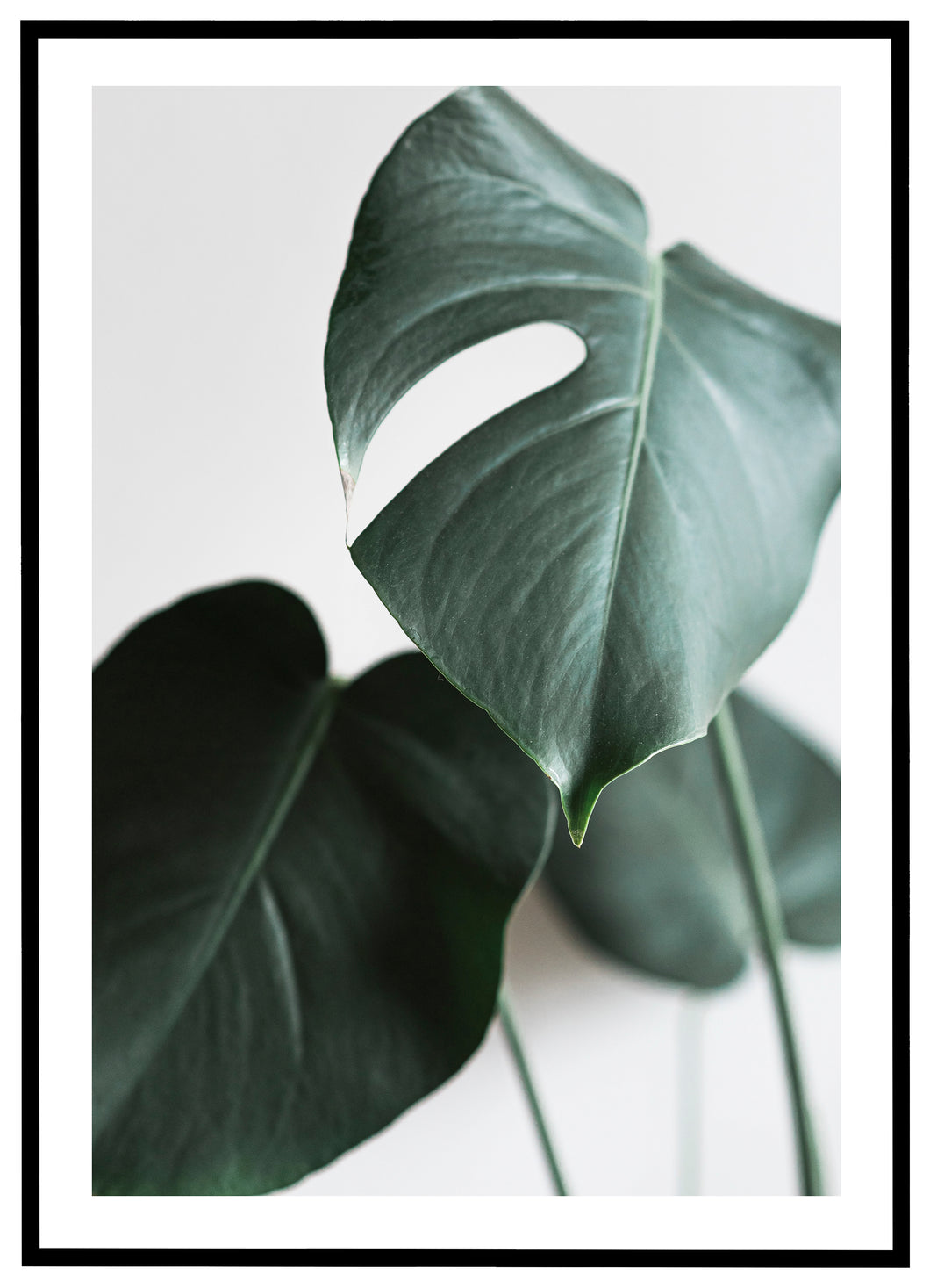 Monstera No. 2 - Plakat