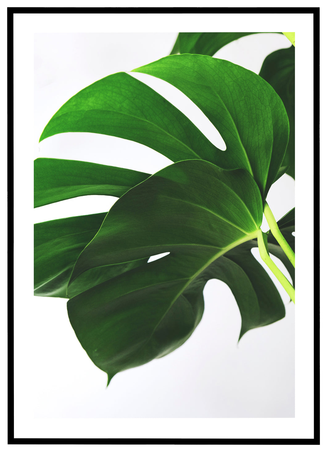 Monstera No. 3 - Plakat