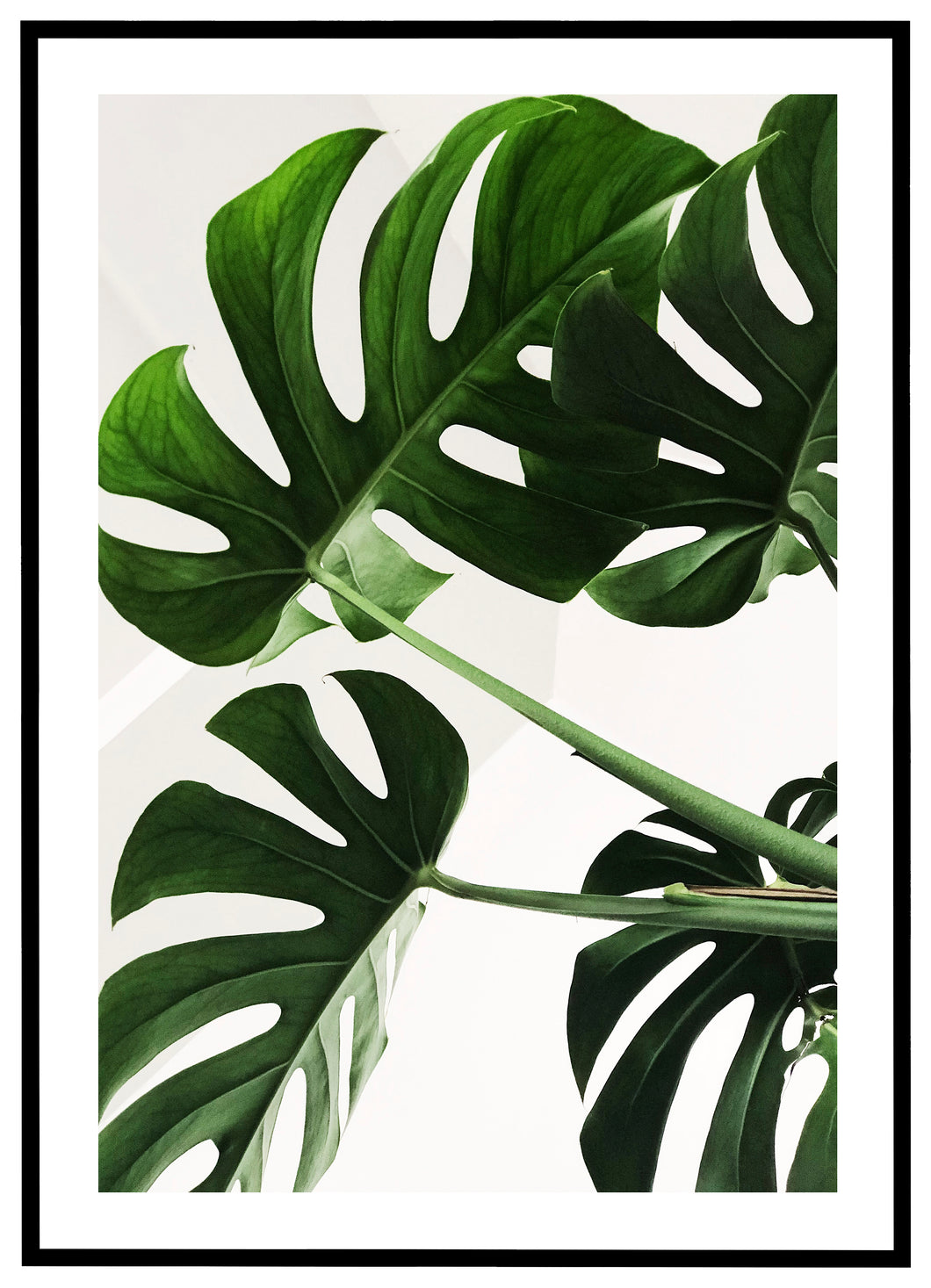 Monstera No. 1 - Plakat