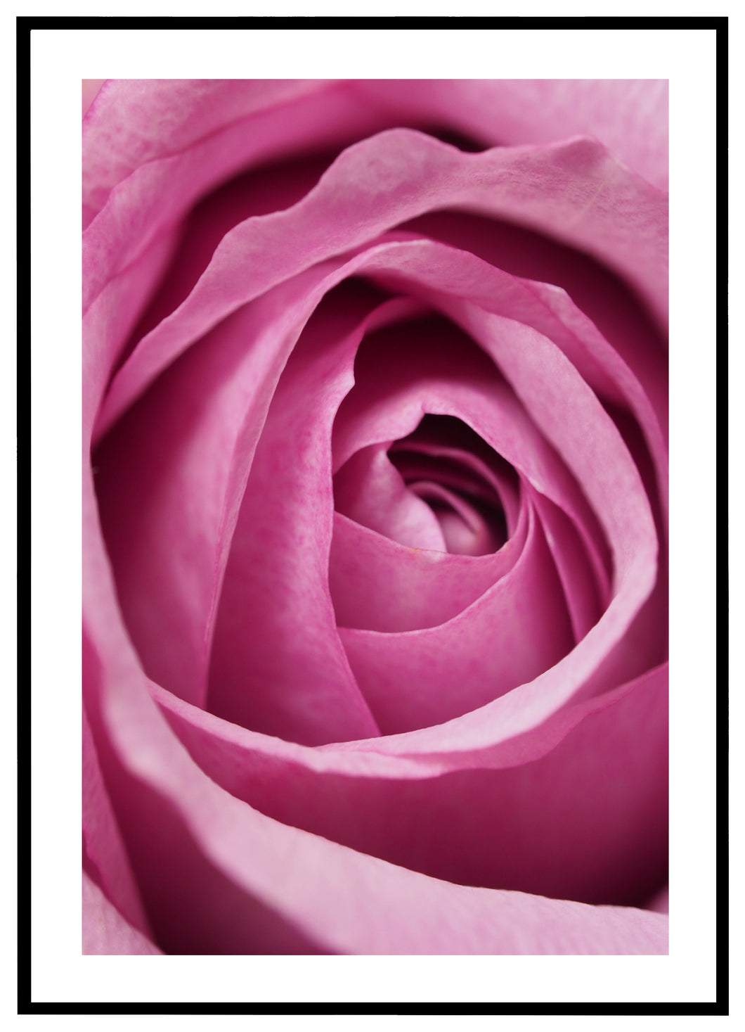 Purple Flower - Plakat