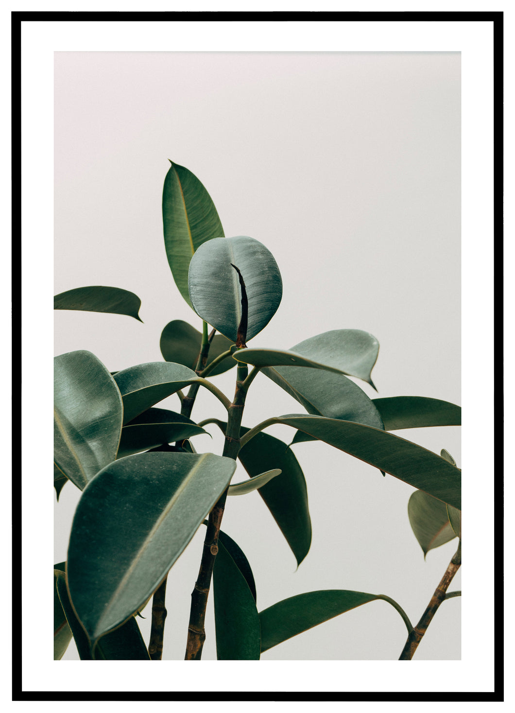 Rubber Tree No.1 - Plakat