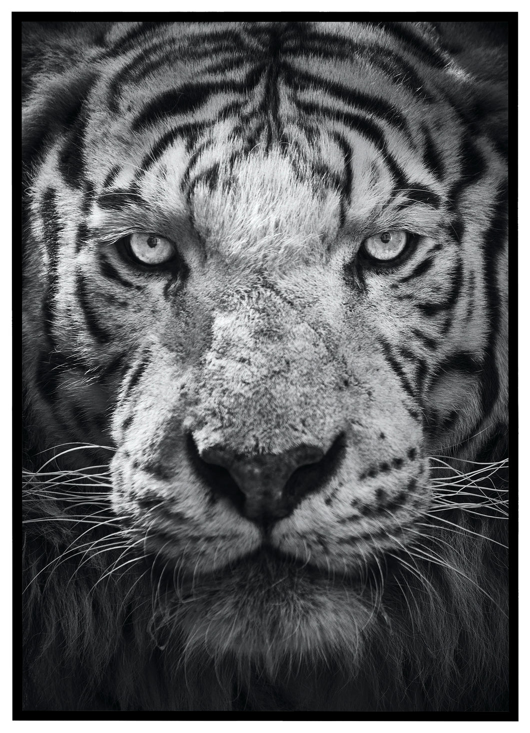 Watching Tiger - Plakat
